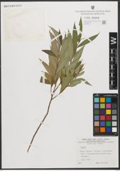 Foto von Salix L.